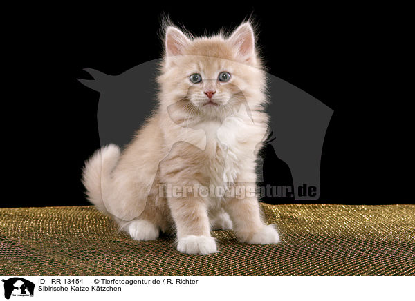 Sibirische Katze Ktzchen / Siberian Cat Kitten / RR-13454