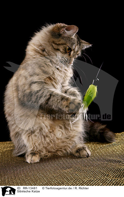Sibirische Katze / Siberian Cat / RR-13481