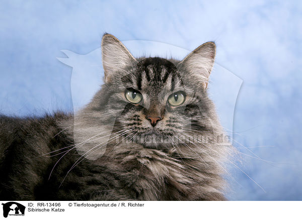 Sibirische Katze / Siberian Cat / RR-13496
