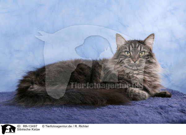 Sibirische Katze / RR-13497