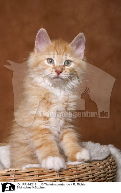 Sibirisches K�tzchen / Siberian Kitten / RR-14219