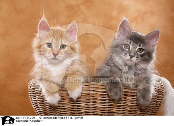 Sibirische K�tzchen / Siberian kitten / RR-14226