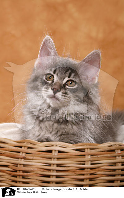 Sibirisches K�tzchen / Siberian Kitten / RR-14233