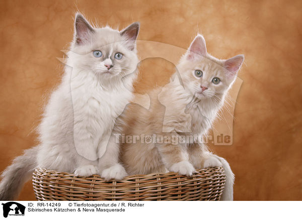 Sibirisches Ktzchen & Neva Masquerade / Siberian Kitten & Neva Masquerade Kitten / RR-14249