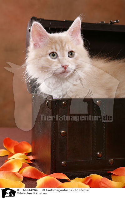 Sibirisches Ktzchen / Siberian Kitten / RR-14264