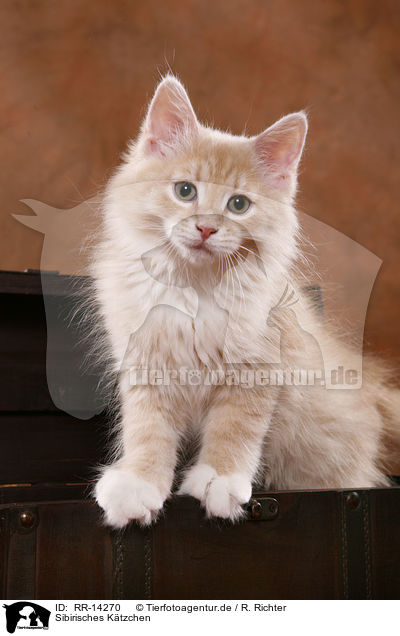 Sibirisches Ktzchen / Siberian Kitten / RR-14270