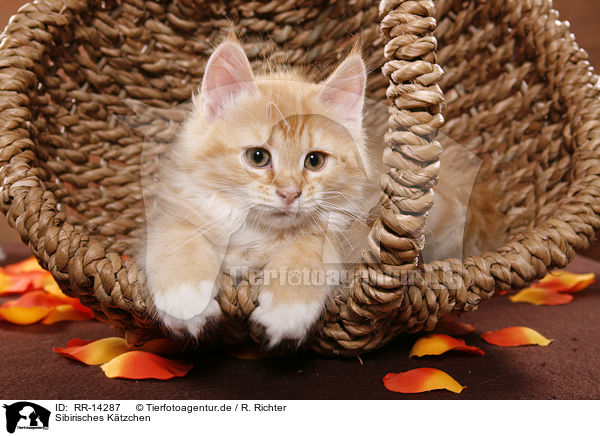 Sibirisches Ktzchen / Siberian Kitten / RR-14287