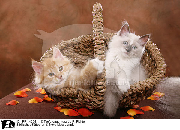 Sibirisches Ktzchen & Neva Masquerade / Siberian Kitten & Neva Masquerade Kitten / RR-14294