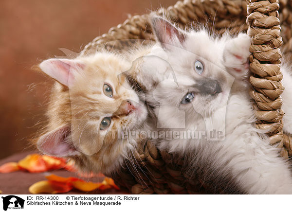 Sibirisches Ktzchen & Neva Masquerade / Siberian Kitten & Neva Masquerade Kitten / RR-14300