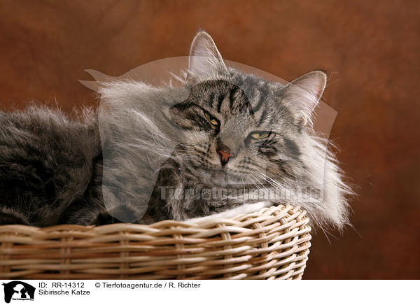 Sibirische Katze / Siberian Cat / RR-14312