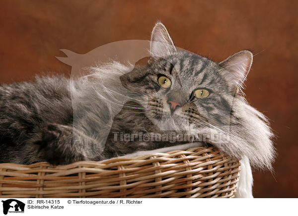 Sibirische Katze / Siberian Cat / RR-14315