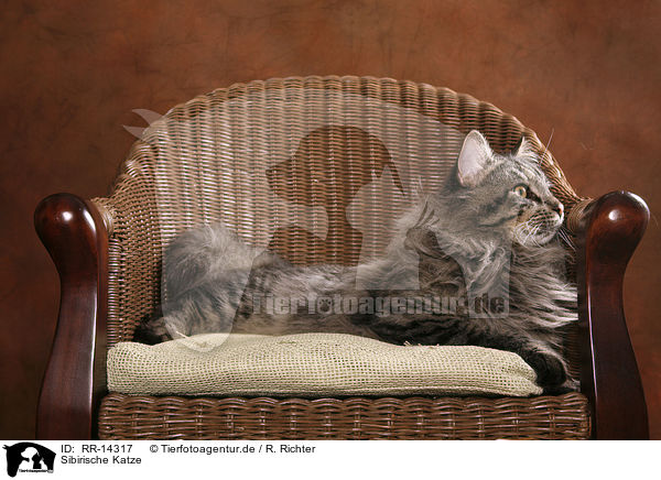 Sibirische Katze / Siberian Cat / RR-14317