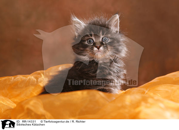 Sibirisches Ktzchen / Siberian Kitten / RR-14331