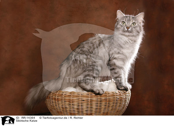 Sibirische Katze / Siberian Cat / RR-14364