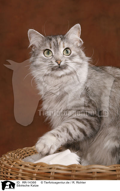 Sibirische Katze / Siberian Cat / RR-14366