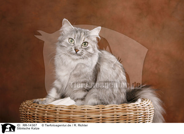 Sibirische Katze / Siberian Cat / RR-14367