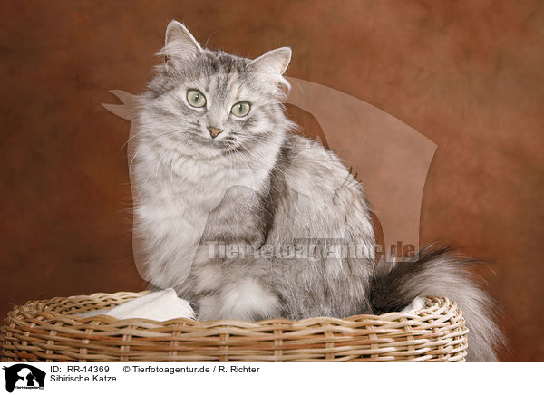 Sibirische Katze / Siberian Cat / RR-14369