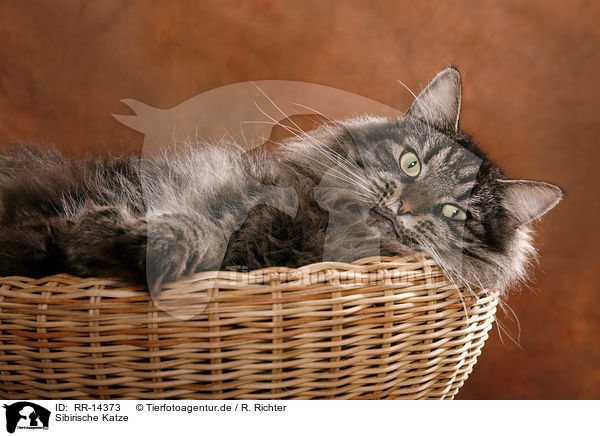 Sibirische Katze / Siberian Cat / RR-14373