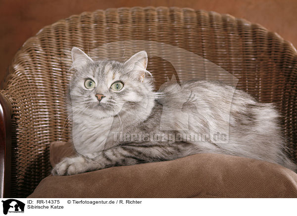 Sibirische Katze / Siberian Cat / RR-14375