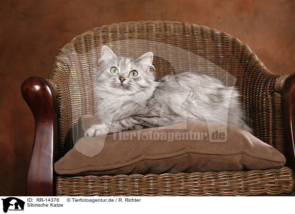Sibirische Katze / Siberian Cat / RR-14376