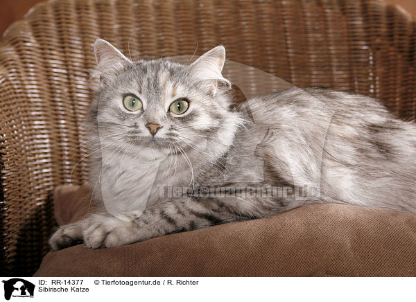 Sibirische Katze / Siberian Cat / RR-14377