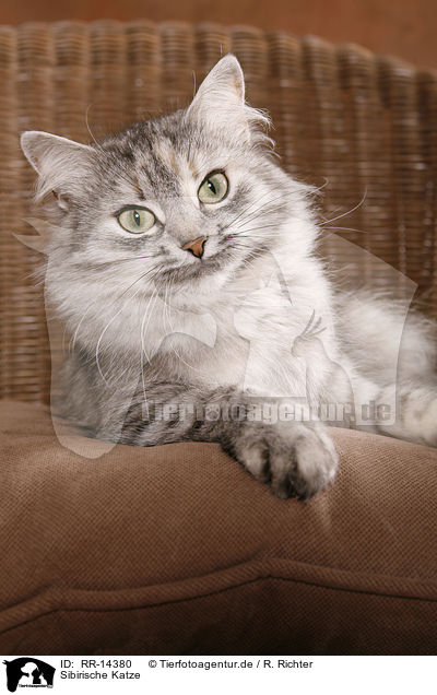 Sibirische Katze / Siberian Cat / RR-14380
