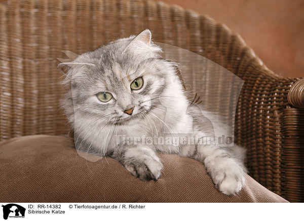 Sibirische Katze / Siberian Cat / RR-14382
