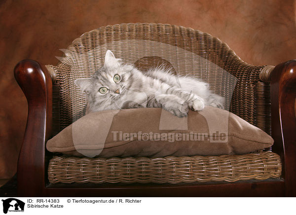 Sibirische Katze / Siberian Cat / RR-14383