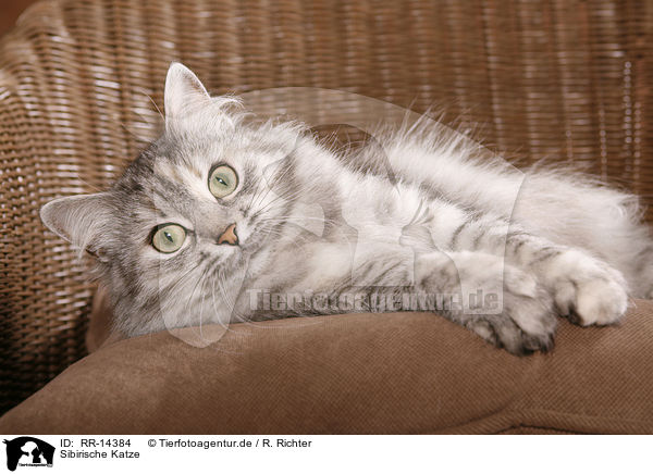 Sibirische Katze / Siberian Cat / RR-14384