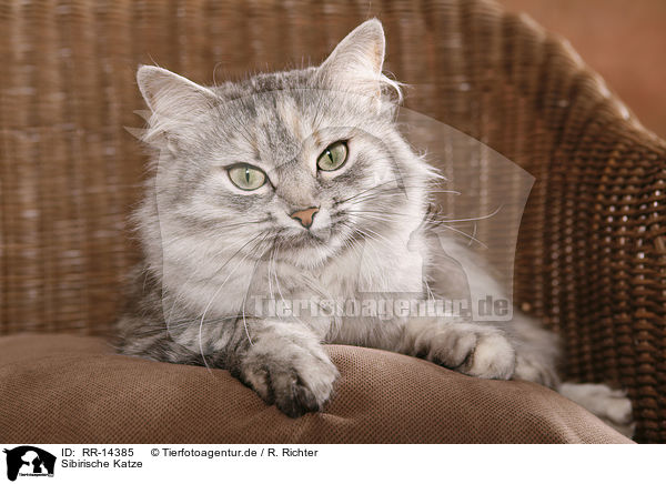 Sibirische Katze / Siberian Cat / RR-14385