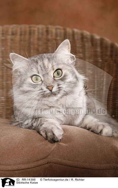 Sibirische Katze / Siberian Cat / RR-14386