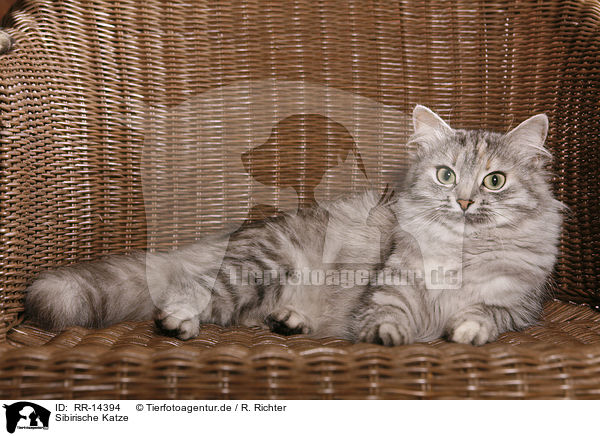 Sibirische Katze / Siberian Cat / RR-14394