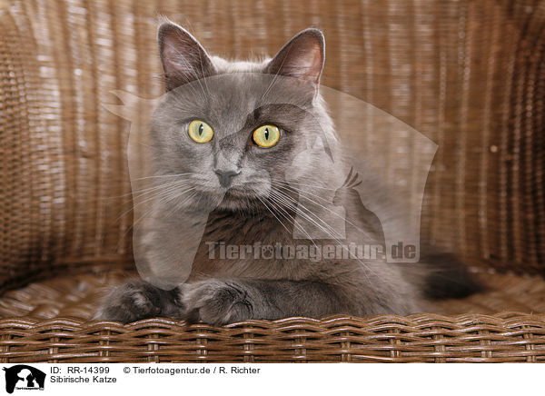 Sibirische Katze / Siberian Cat / RR-14399