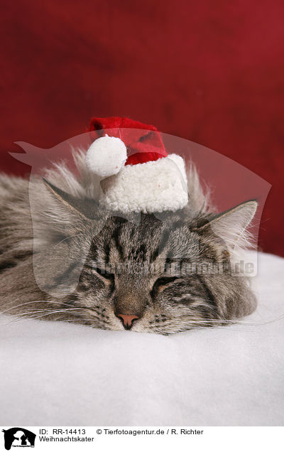 Weihnachtskater / christmas tomcat / RR-14413