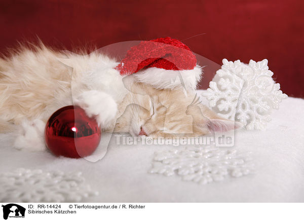 Sibirisches Ktzchen / Siberian Kitten / RR-14424
