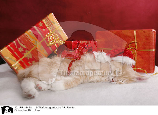 Sibirisches K�tzchen / Siberian Kitten / RR-14428