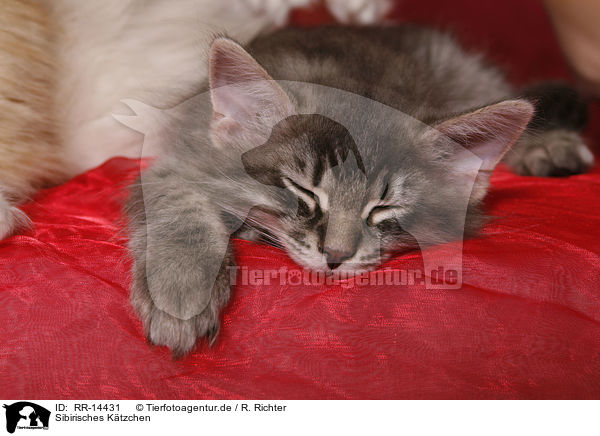 Sibirisches Ktzchen / Siberian Kitten / RR-14431