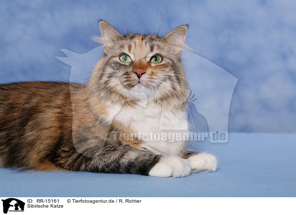 Sibirische Katze / RR-15161