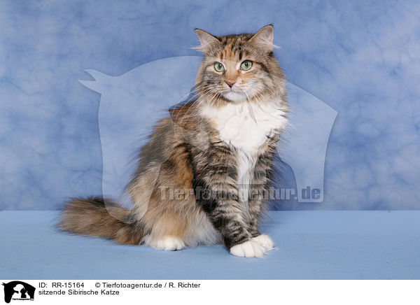 sitzende Sibirische Katze / sitting Siberian Cat / RR-15164