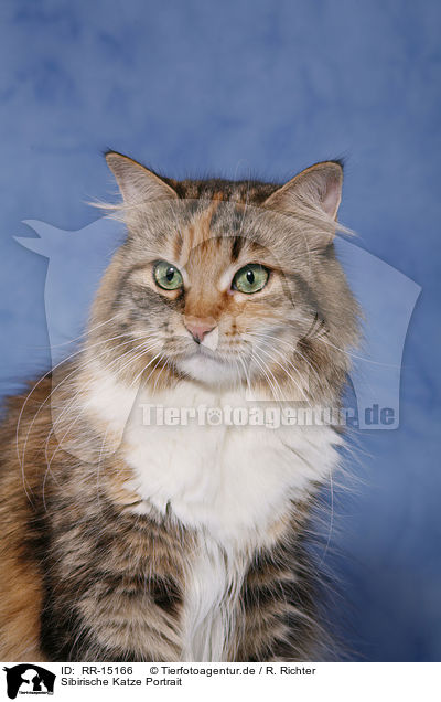 Sibirische Katze Portrait / Siberian Cat Portrait / RR-15166