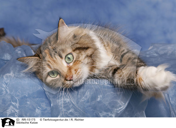 Sibirische Katze / RR-15175