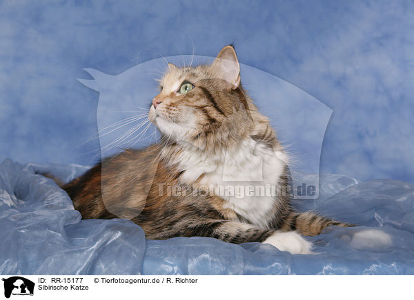 Sibirische Katze / RR-15177