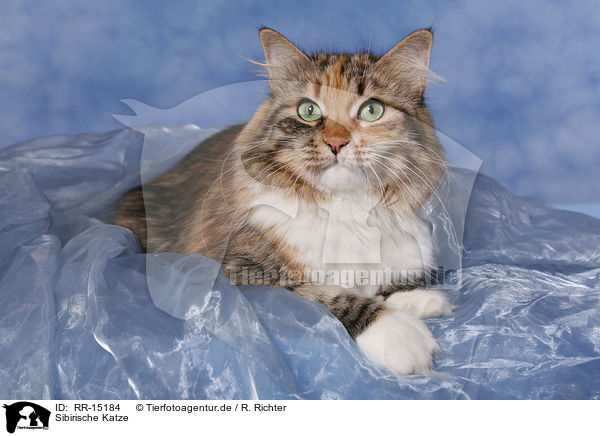 Sibirische Katze / RR-15184