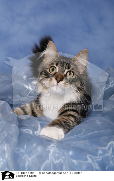 Sibirische Katze / RR-15185