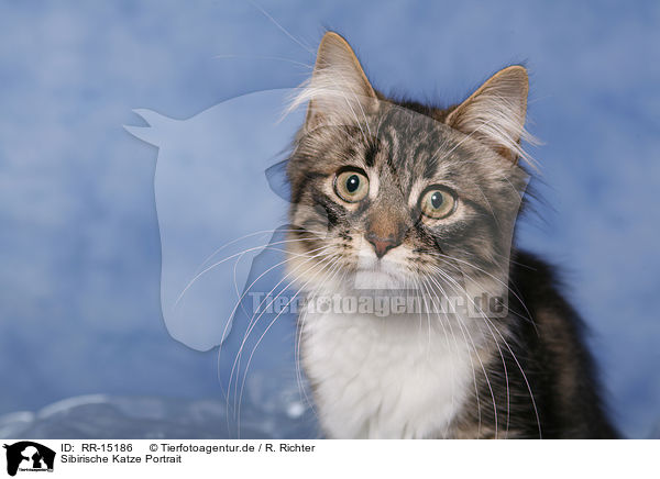 Sibirische Katze Portrait / Siberian Cat Portrait / RR-15186