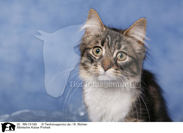 Sibirische Katze Portrait / RR-15186