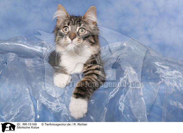 Sibirische Katze / Siberian Cat / RR-15188