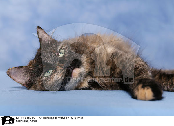 Sibirische Katze / Siberian Cat / RR-15210