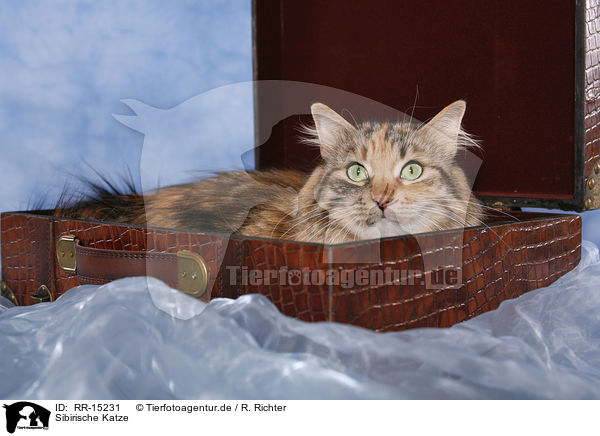 Sibirische Katze / Siberian Cat / RR-15231