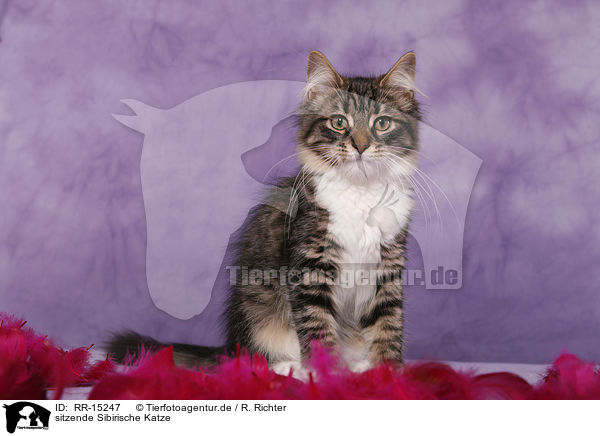 sitzende Sibirische Katze / sitting Siberian Cat / RR-15247